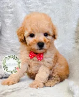 Red bowtie boy, a male Poodle - Toy  for sale in Warrior, AL – 1 of 3