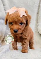 Peach bow girl, a female Poodle - Toy  for sale in Warrior, AL – 4 of 4