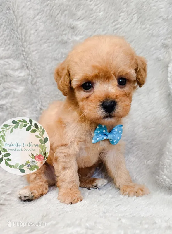 Blue bowtie boy – Poodle - Toy  puppy for sale in Warrior, AL