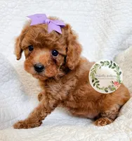 Purple bow girl, a female Cavapoo for sale in Warrior, AL – 4 of 4