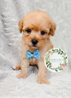 Blue bowtie boy, a male Poodle - Toy  for sale in Warrior, AL – 4 of 4