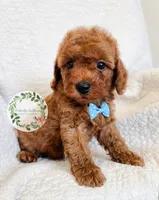 Blue bow boy, a male Cavapoo for sale in Warrior, AL – 4 of 4