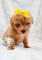 Yellow bow girl, a female Poodle - Toy  for sale in Warrior, AL – 3 of 3