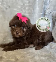 Pink bow girl, a female Poodle - Toy  and Poodle - Miniature  for sale in Warrior, AL – 2 of 4