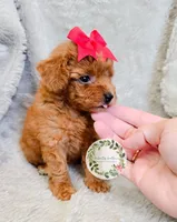 Red bow girl, a female Poodle - Toy  for sale in Warrior, AL – 3 of 4