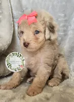Peach bow girl, a female Poodle - Toy  and Poodle - Miniature  for sale in Warrior, AL – 3 of 5