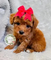 Red bow girl, a female Poodle - Toy  for sale in Warrior, AL – 2 of 4