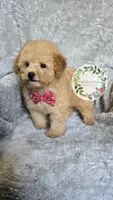Red bow boy, a male Poodle - Toy  for sale in Warrior, AL – 4 of 5