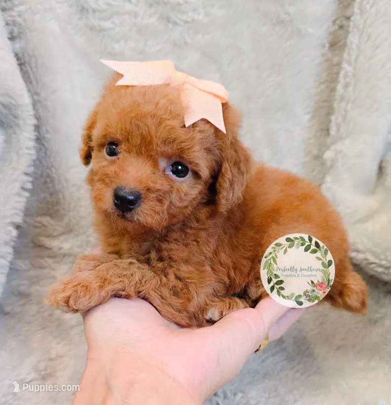 Peach bow girl – Poodle - Toy  puppy for sale in Warrior, AL