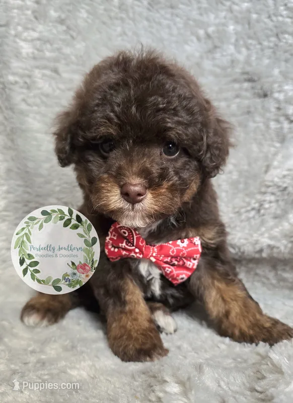 Red bow tie boy – Poodle - Miniature  puppy for sale in Warrior, AL