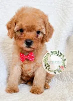 Red bow boy, a male Cavapoo for sale in Warrior, AL – 3 of 4