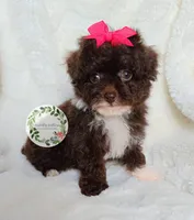 Pink bow, a female Poodle - Toy  for sale in Warrior, AL – Photo 3 of 4