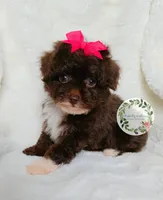 Pink bow, a female Poodle - Toy  for sale in Warrior, AL – Photo 2 of 4