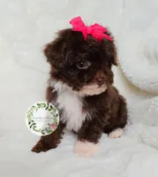 Pink bow, a female Poodle - Toy  for sale in Warrior, AL – Photo 4 of 4