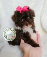 Pink bow, a female Poodle - Toy  for sale in Warrior, AL – Photo 1 of 4