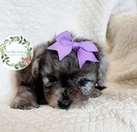 Blue Merle girl, a female Cavapoo for sale in Warrior, AL – 5 of 6