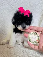 Parti girl, a female Cavapoo for sale in Warrior, AL – 2 of 4
