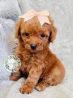 Peach bow girl, a female Poodle - Toy  for sale in Warrior, AL – 3 of 4