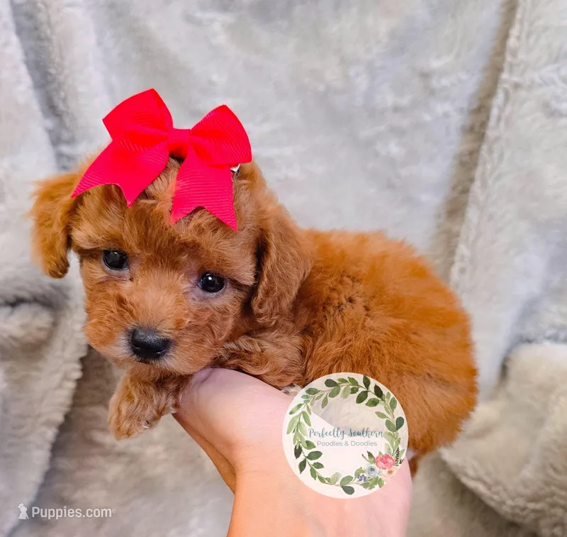 Red bow girl – Poodle - Toy  puppy for sale in Warrior, AL