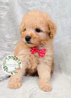 Red bowtie boy, a male Poodle - Toy  for sale in Warrior, AL – 3 of 3