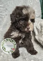 Merle boy , a male Poodle - Miniature  for sale in Warrior, AL – 2 of 5