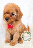Red bow boy, a male Cavapoo for sale in Warrior, AL – 4 of 4