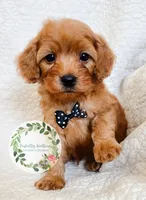Black bow boy., a male Cavapoo for sale in Warrior, AL – 4 of 4