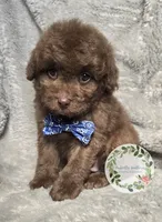 Blue bow tie boy, a male Poodle - Miniature  for sale in Warrior, AL – 1 of 3