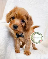 Black bow boy., a male Cavapoo for sale in Warrior, AL – 2 of 4
