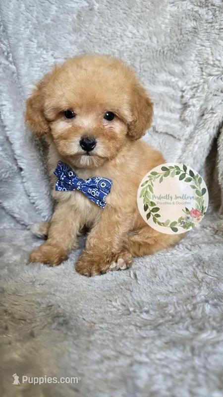 Blue bow boy – Poodle - Toy  puppy for sale in Warrior, AL