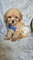 Blue bow boy, a male Poodle - Toy  for sale in Warrior, AL – 1 of 4
