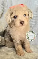 Peach bow girl, a female Poodle - Toy  and Poodle - Miniature  for sale in Warrior, AL – 2 of 5