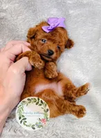 Purple bow girl, a female Poodle - Toy  for sale in Warrior, AL – 4 of 4