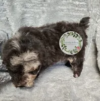 Merle boy , a male Poodle - Miniature  for sale in Warrior, AL – 5 of 5