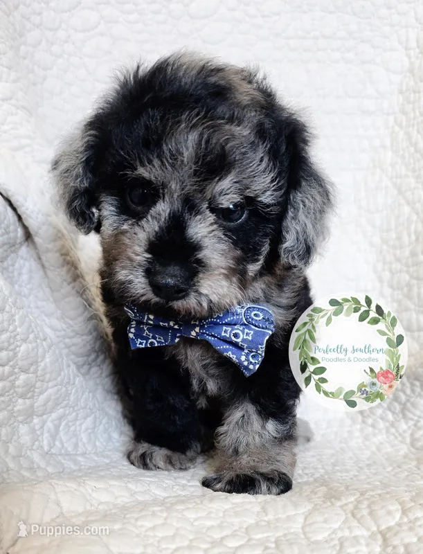 Blue Merle boy (Blue tie) – Cavapoo puppy for sale in Warrior, AL