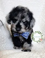 Blue Merle boy (Blue tie), a male Cavapoo for sale in Warrior, AL – 1 of 4