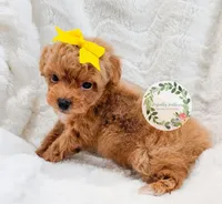 Yellow bow girl, a female Poodle - Toy  for sale in Warrior, AL – 2 of 3