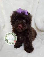 Purple bow , a female Poodle - Toy  for sale in Warrior, AL – Photo 2 of 4