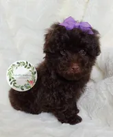 Purple bow , a female Poodle - Toy  for sale in Warrior, AL – Photo 3 of 4