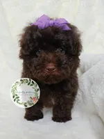 Purple bow , a female Poodle - Toy  for sale in Warrior, AL – Photo 4 of 4