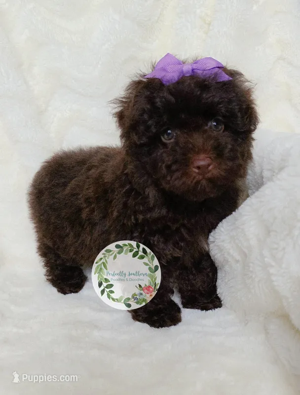 Purple bow  – Poodle - Toy  puppy for sale in Warrior, AL