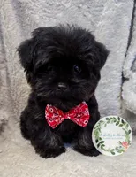 Yorkipoo boy., a male Yorkipoo for sale in Warrior, AL – Photo 3 of 4