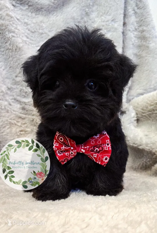 Yorkipoo boy. – Yorkipoo puppy for sale in Warrior, AL