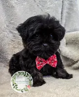 Yorkipoo boy., a male Yorkipoo for sale in Warrior, AL – Photo 2 of 4