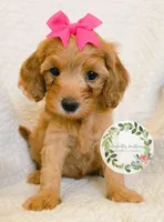 Pink bow girl, a female Cavapoo for sale in Warrior, AL – 2 of 4