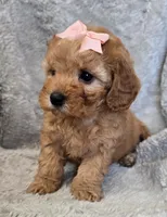 Peach girl , a female Cavapoo for sale in Warrior, AL – Photo 2 of 2