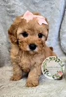 Peach girl , a female Cavapoo for sale in Warrior, AL – Photo 1 of 2