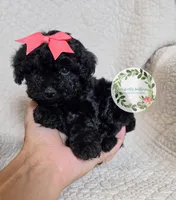 Peach bow girl, a female Cavapoo for sale in Warrior, AL – 4 of 4
