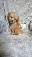 Blue bow boy, a male Poodle - Toy  for sale in Warrior, AL – 4 of 4
