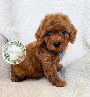 Blue bow boy, a male Cavapoo for sale in Warrior, AL – 3 of 4